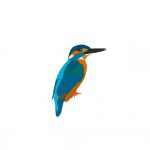 ijsvogel2