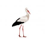 storkje